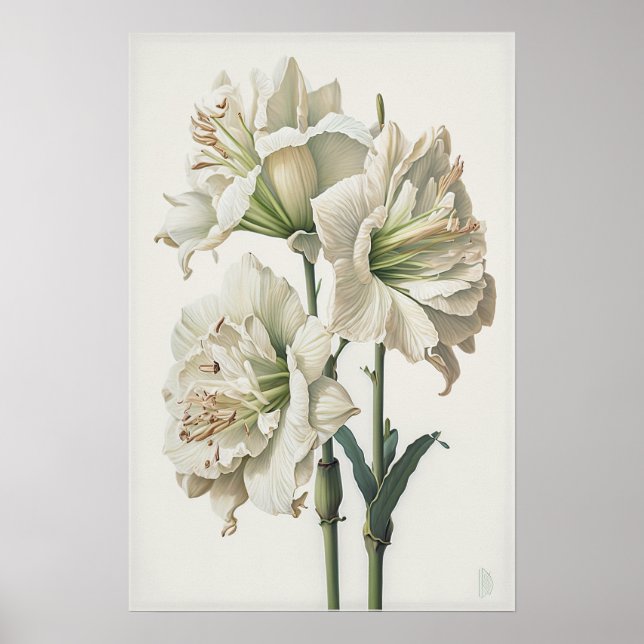 Poster av vit Amaryllis Flower Art Print (Framsidan)