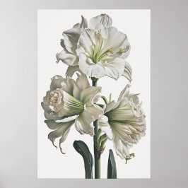Poster av vit Amaryllis Flower Art Print