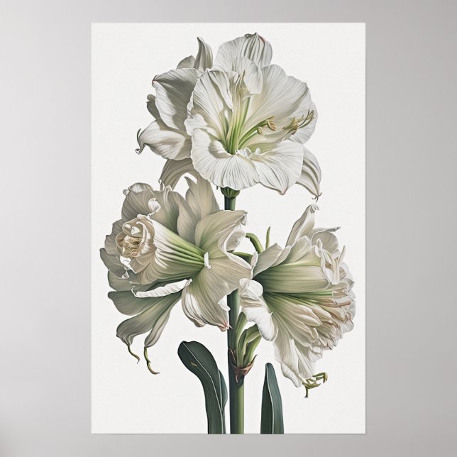 Poster av vit Amaryllis Flower Art Print (Framsidan)