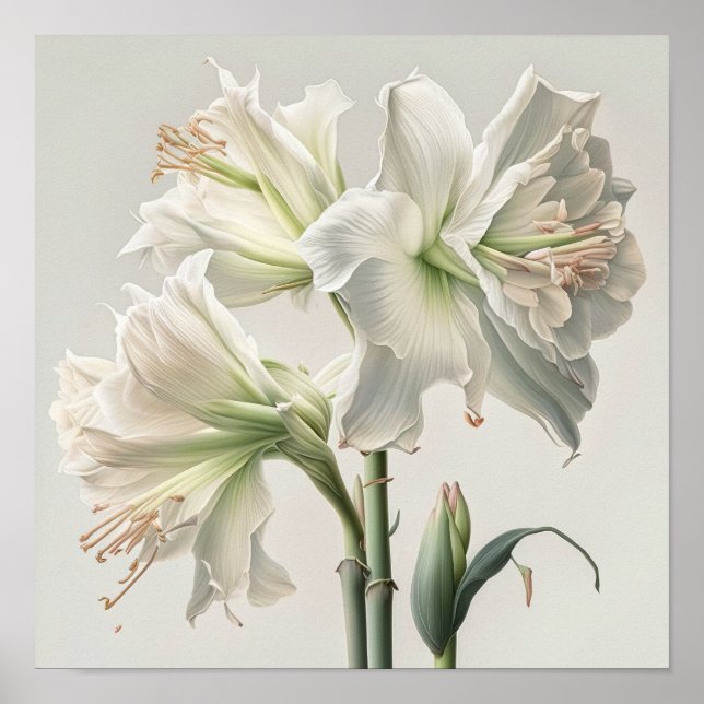 Poster av vit Amaryllis Flower Art Print (Framsidan)