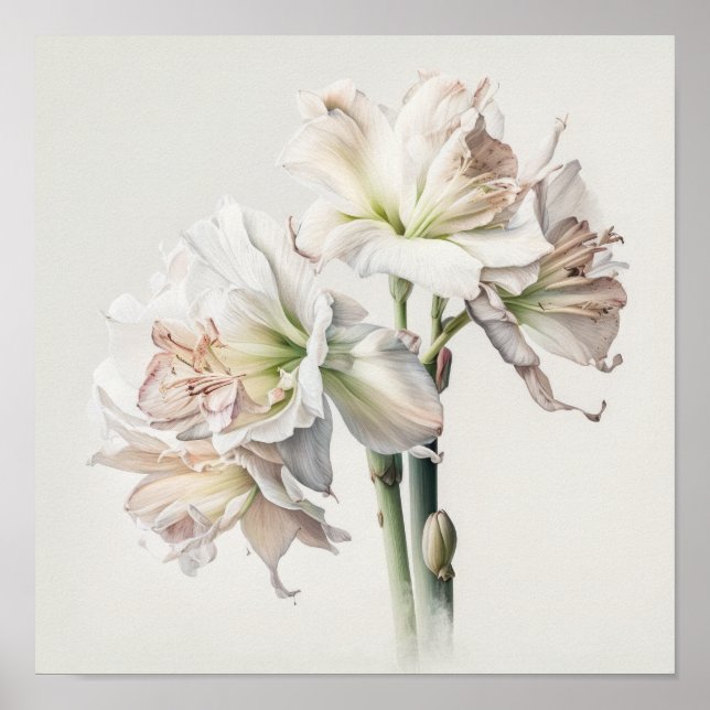 Poster av vit Amaryllis Flower Art Print (Framsidan)