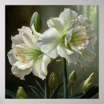 Poster av vit Amaryllis Flower Art Print