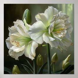 Poster av vit Amaryllis Flower Art Print
