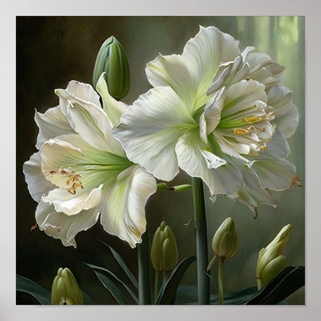 Poster av vit Amaryllis Flower Art Print (Framsidan)