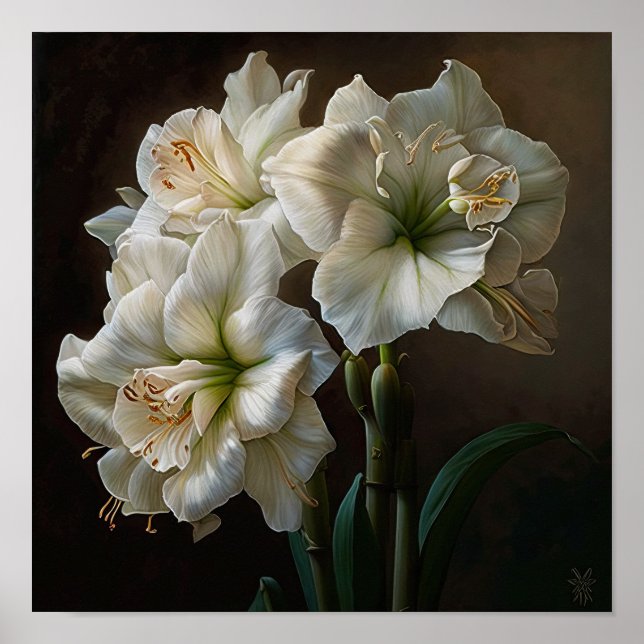 Poster av vit Amaryllis Flower Art Print (Framsidan)