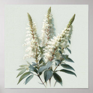 Poster av vit Astilbe Flower Art Print