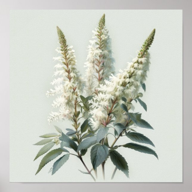 Poster av vit Astilbe Flower Art Print (Framsidan)