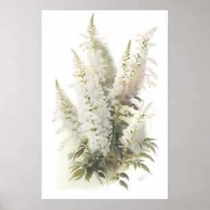 Poster av vit Astilbe Flower Art Print