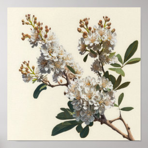 Poster av vit Crepe Myrtle Flowers Art Print