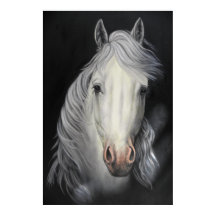 poster av vit häststallion
