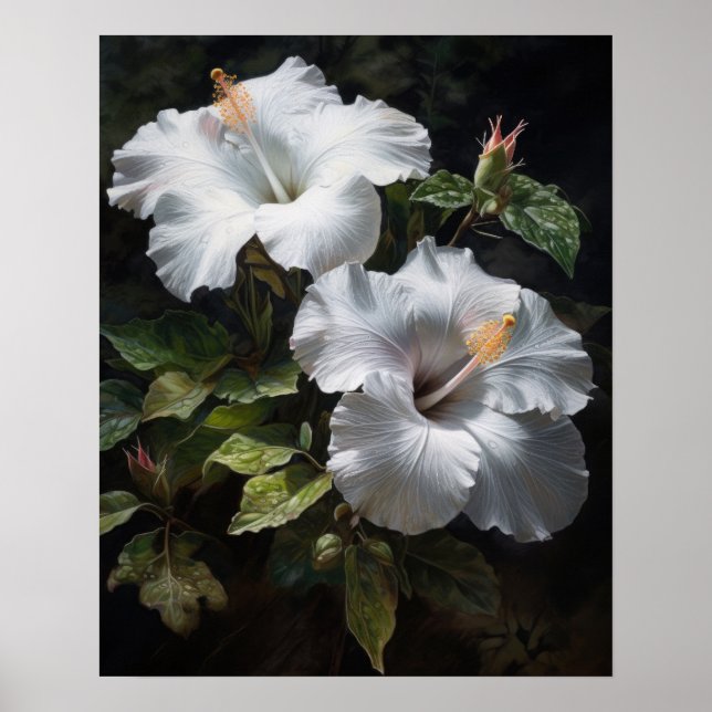 Poster av vit Hibiscus Flowers Art Skriv ut (Framsidan)