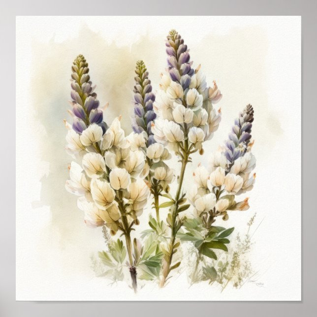 Poster av vit Lupine Flower Art-skrivare (Framsidan)