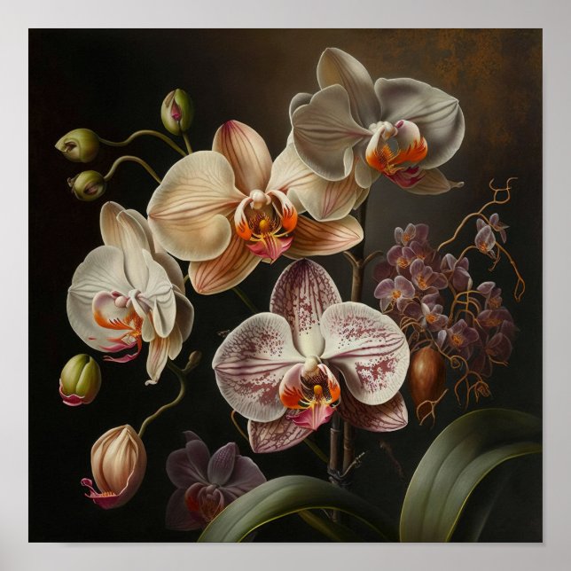 Poster av vit moth Orchid Flowers Art Skriv ut (Framsidan)