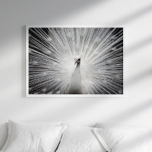 Poster av vita fotbojfotografier