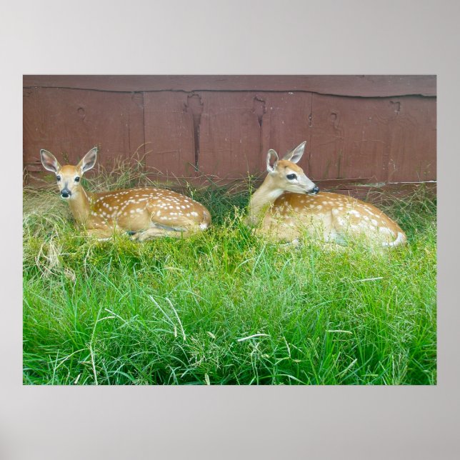 Poster av vita Hjortar Fawns (Framsidan)