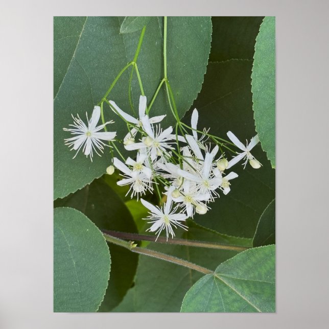 Poster av vita jodblommor (Framsidan)