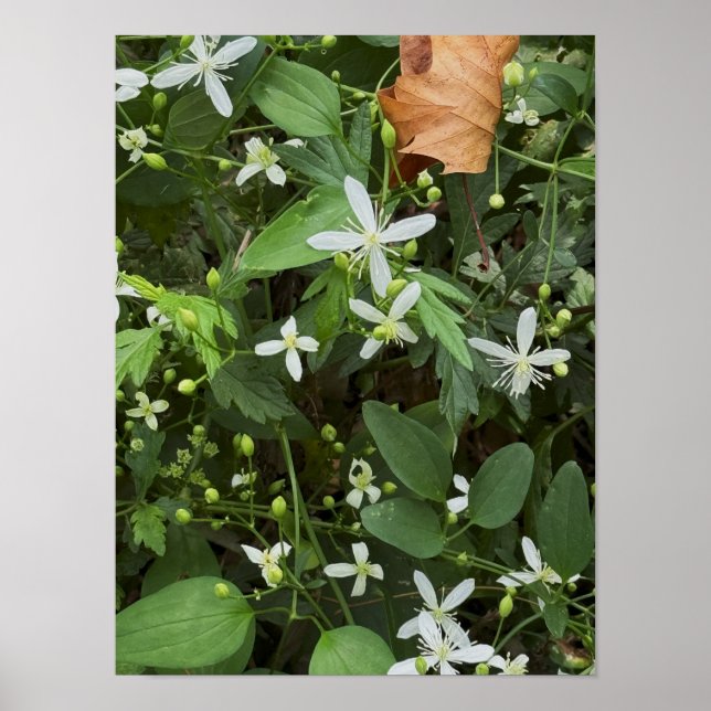 Poster av vita jodblommor (Framsidan)