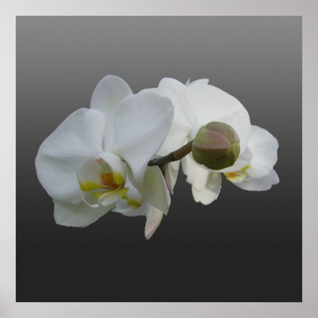 Poster av vita Orchids (Framsidan)