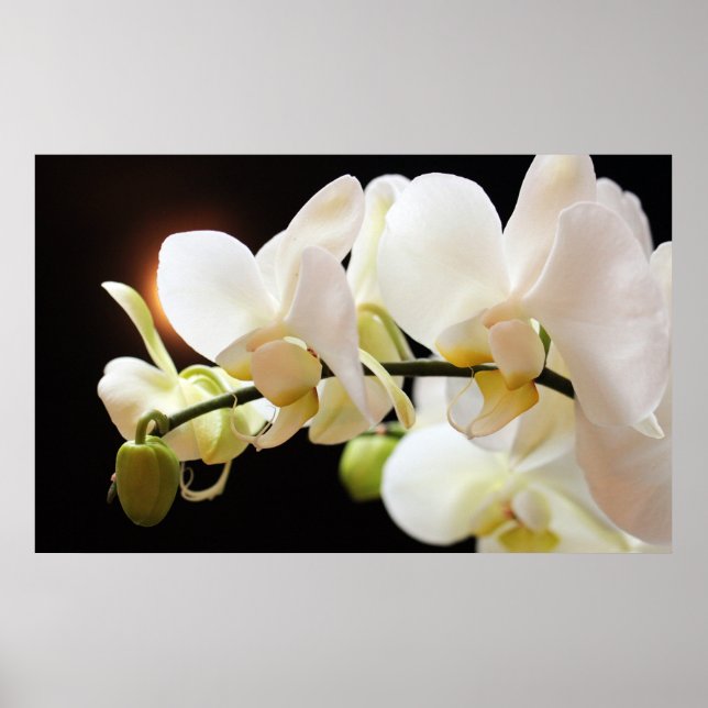 Poster av vita Orchids (Framsidan)