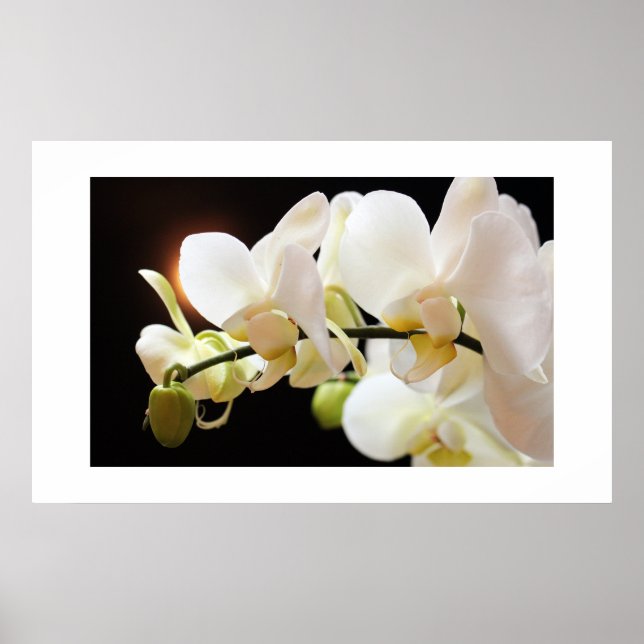 Poster av vita Orchids (Framsidan)