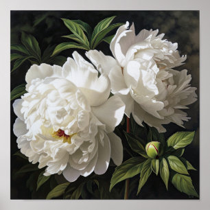 Poster av vita peonies Flower Art Print
