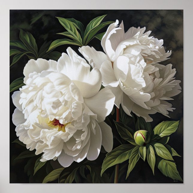 Poster av vita peonies Flower Art Print (Framsidan)