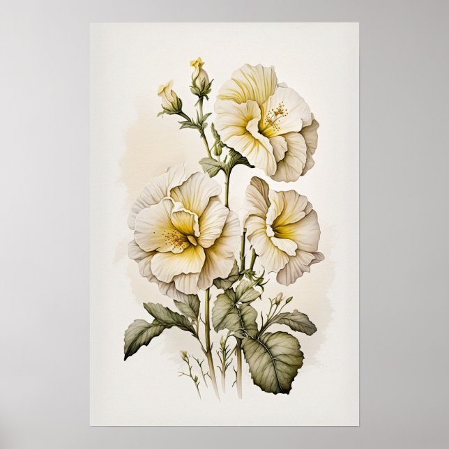 Poster av vita primerrosblommor (Framsidan)