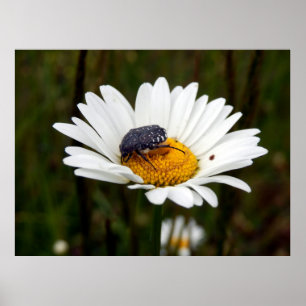 Poster av vitfläckad Ro Beetle