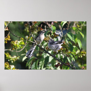 Poster av Vuxen Mockingbird och Young Mocking Bird