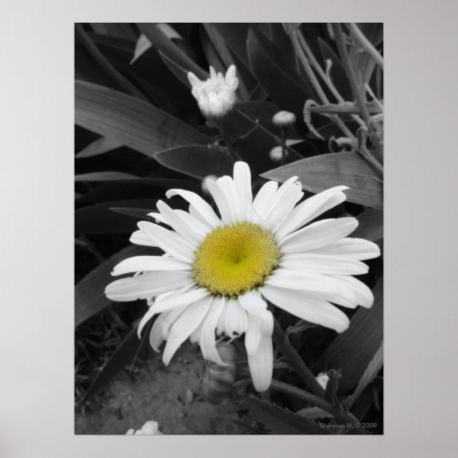 Poster av Winner-Black och White-Daisy (Framsidan)