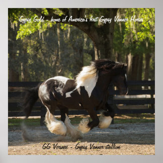 Poster av zypsy Guld Gypsy Vanner stallion