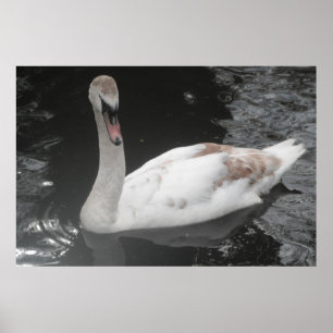 Poster Baby Svan Swimming