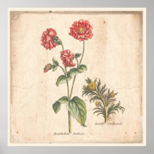 Poster Bachelors-knappar för antika botaniska utsk