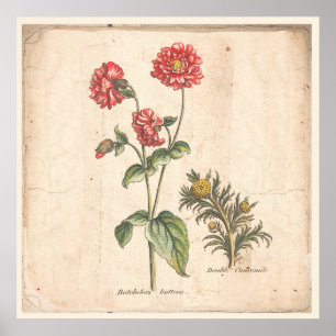 Poster Bachelors-knappar för antika botaniska utsk