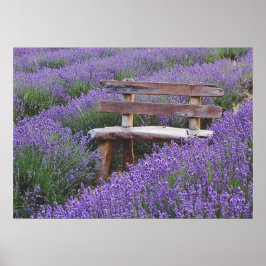 Poster banc dans la lavande