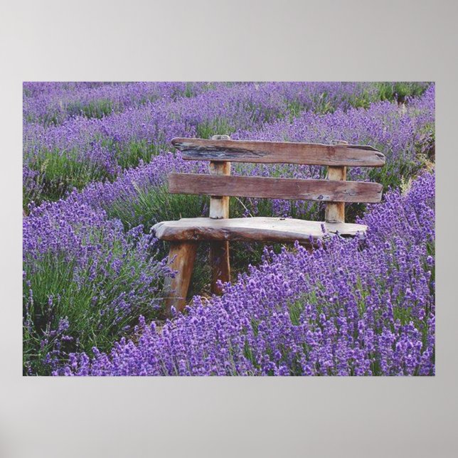 Poster banc dans la lavande (Framsidan)