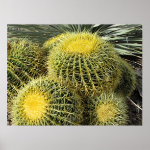 Poster—Barrel Cacti Poster