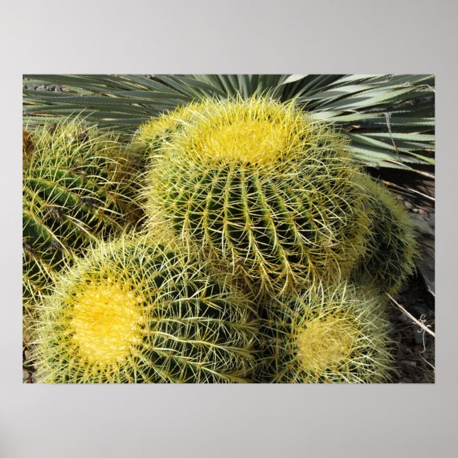 Poster—Barrel Cacti Poster (Framsidan)