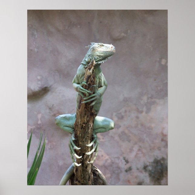 Poster Bask Iguana (Framsidan)