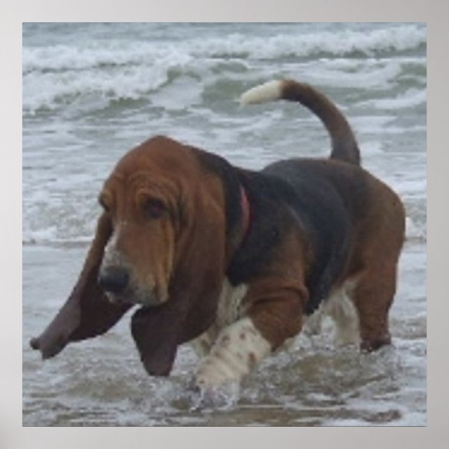 Poster Basset Hound i havet (Framsidan)