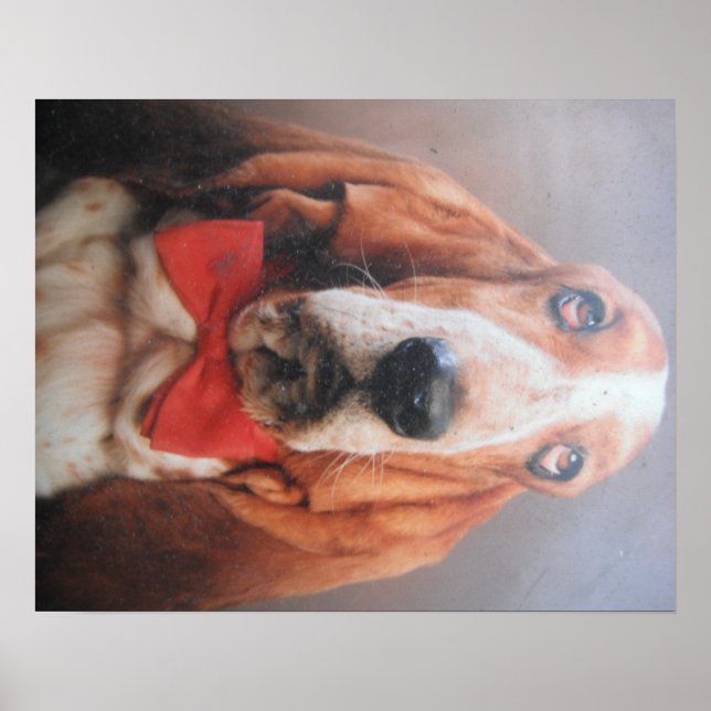 Poster Basset Hound med Red Bow Tie (Framsidan)