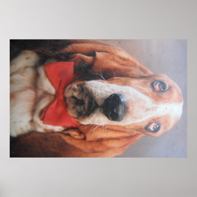 Poster Basset Hound med Red Bow Tie (Framsidan)