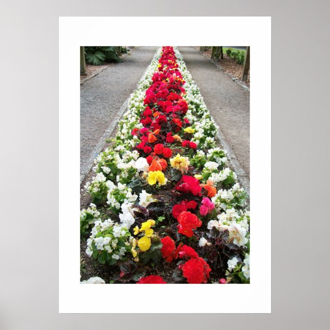 Poster Begonias (Framsidan)