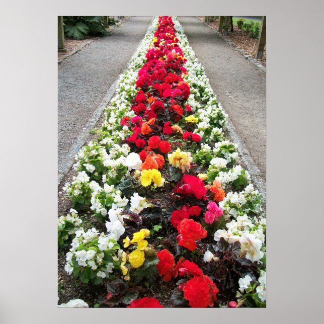 Poster Begonias (Framsidan)