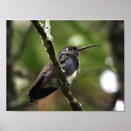 POSTER - BEIJA-FLOR 1