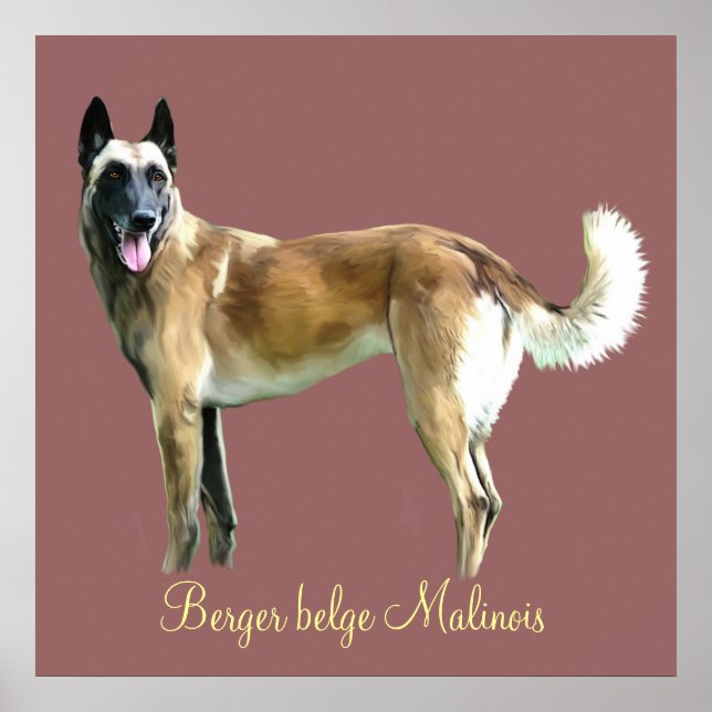 poster Berede spp. malinois (Framsidan)