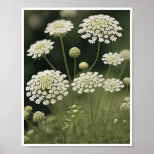 Poster Bevackra Queen Anne's Snöre Flower Wall Art