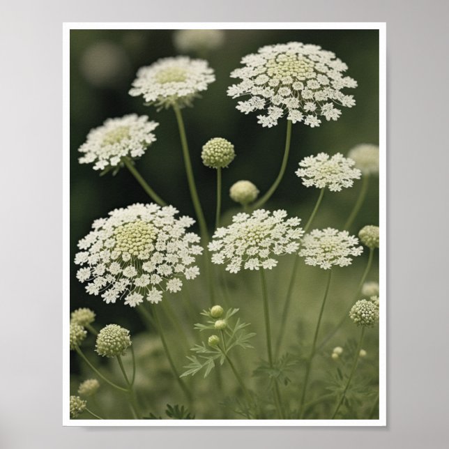 Poster Bevackra Queen Anne's Snöre Flower Wall Art (Framsidan)