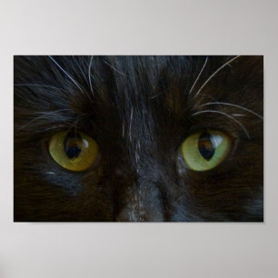 Poster: Black Cat Ögon Poster