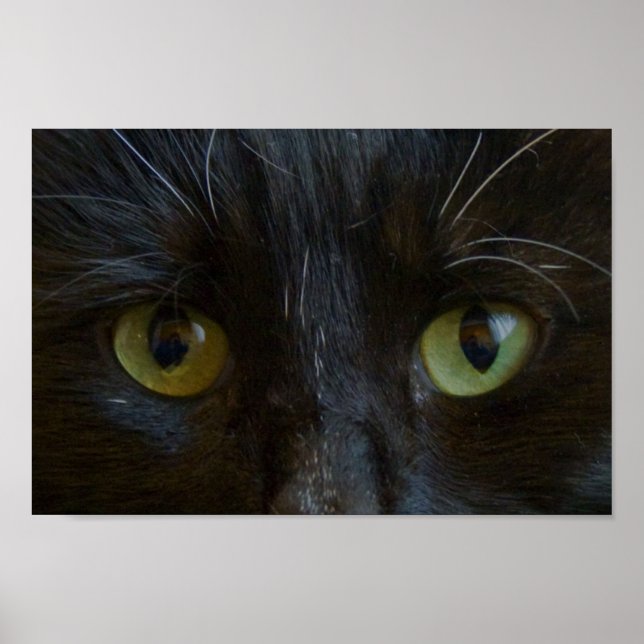 Poster: Black Cat Ögon Poster (Framsidan)